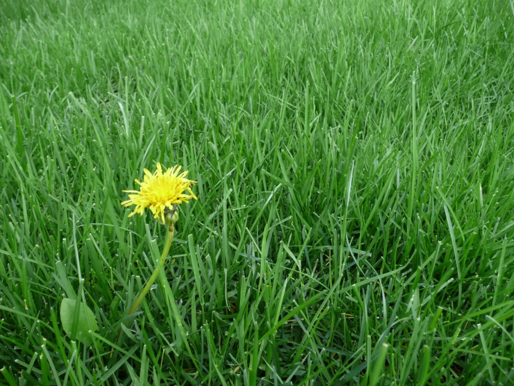 Dandelion-in-lawn-scaled