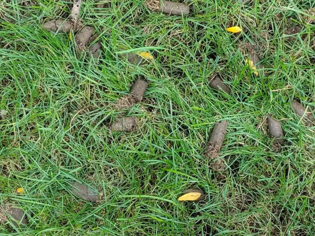 Lawn-Aeration-1536x1152-1 (1)