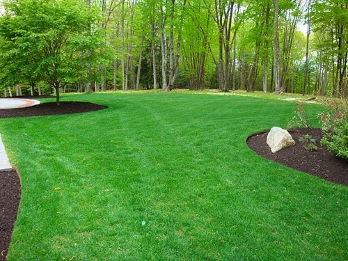 Green healthy lawn
