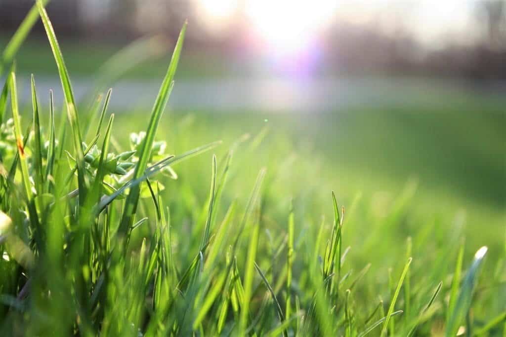 Lush green lawn with healthy grass, ideal for professional lawn care and maintenance.