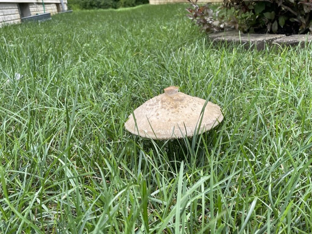 Why do I have mushrooms in my lawn? 