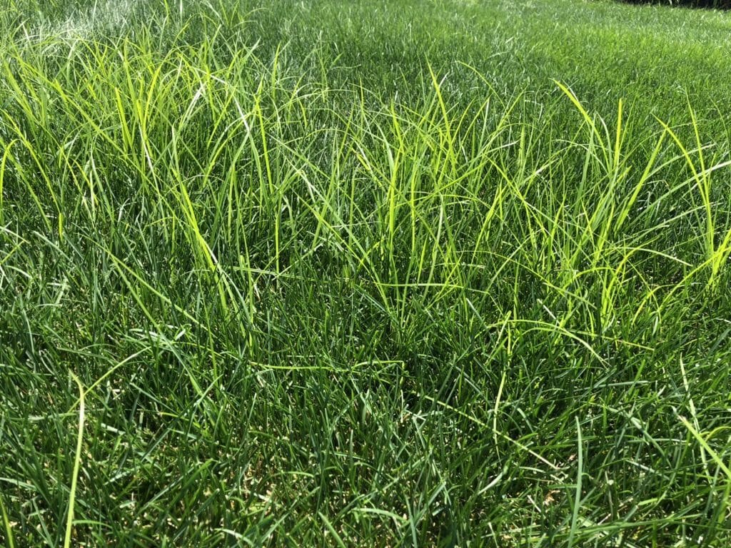 Understanding and Managing Nutsedge in Your Lawn